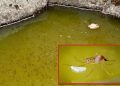 डेंगू लार्वा : गांवों में नष्ट कराया डेंगू का लार्वा