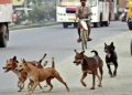 सफाईकर्मी पर आवारा कुत्तों के झुंड ने किया हमला
