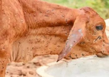 लंपी की जांच के लिए बना कंट्रोल रूम, आठ टीमें गठित