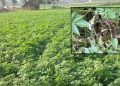 पाले एवं सर्दी की चपेट में आई फसलों का करें बचाव