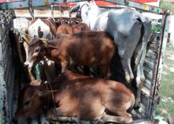 ग्रामीणों ने छुट्टा गोवंश को पकड़कर भिजवाया गोशाला
