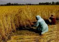 गेहूं की फसल काटने में जुटे किसान