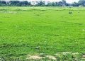 रक्षाबंधन पर नहीं होगी बसों की किल्लत, चलेंगी अतिरिक्त बसें